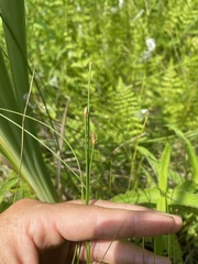 Eleocharis rostellata