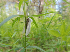 Spilosoma urticae