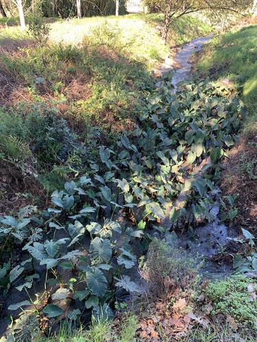 Colocasia esculenta