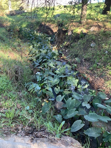 Colocasia esculenta