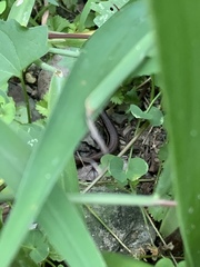 Sphenomorphus indicus