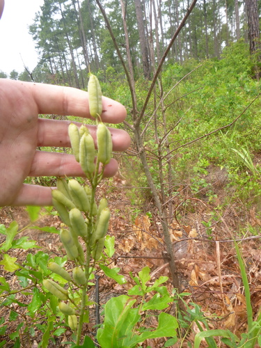 Image of Baptisia albescens by no rights reserved
