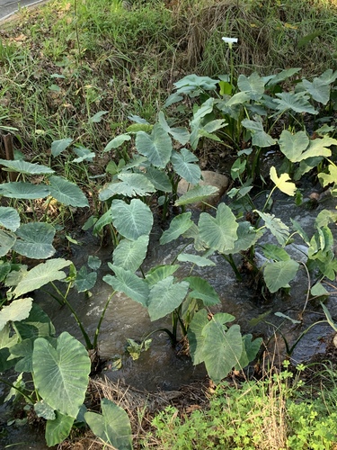 Colocasia esculenta