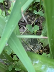 Sphenomorphus indicus