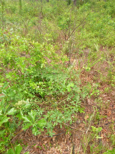 Image of Spiked Wild Indigo (Baptisia albescens) by no rights reserved