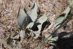 Limonium platyphyllum