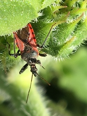Rhynocoris ventralis