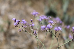 Limonium platyphyllum