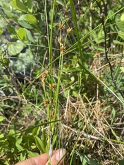 Cladium mariscoides