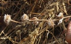 Phyllocephalum scabridum