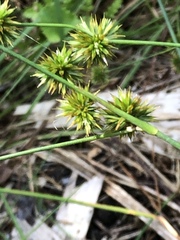 Juncus polycephalus