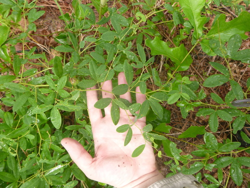 Image of Spiked Wild Indigo (Baptisia albescens) by no rights reserved