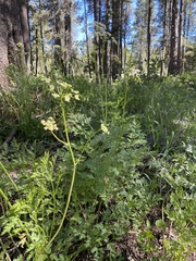 Ligusticum
