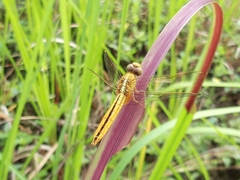 Crocothemis servilia