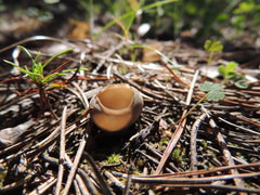 Helvella acetabulum
