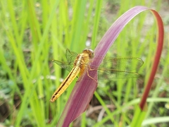 Crocothemis servilia
