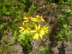 Coreopsis major