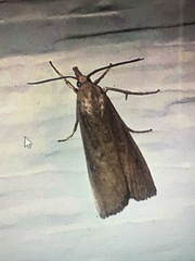 Macrochilo orciferalis