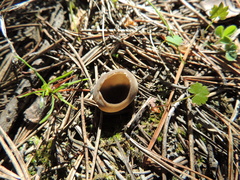 Helvella acetabulum