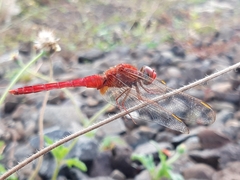 Crocothemis servilia