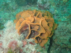 Pentapora foliacea