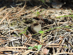 Helvella acetabulum