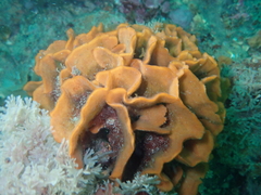 Pentapora foliacea