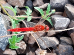 Crocothemis servilia