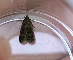 Anacampsis lupinella