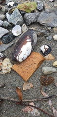 Unio elongatulus