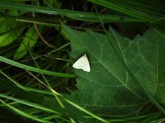 Macrochilo absorptalis
