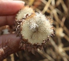 Phyllocephalum scabridum