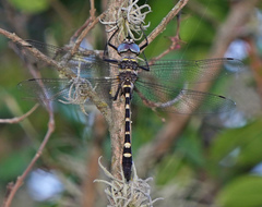 Macromia annulata