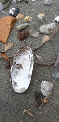 Unio elongatulus