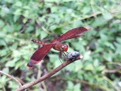 Neurothemis terminata