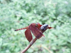 Neurothemis terminata