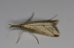 Donacaula longirostrallus