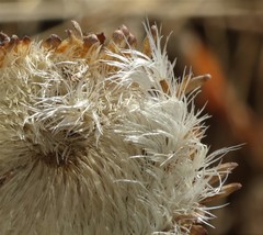 Phyllocephalum scabridum