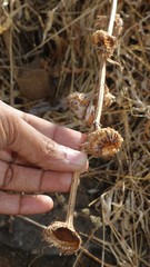 Phyllocephalum scabridum