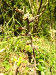Epipactis microphylla