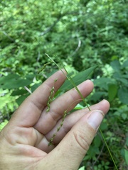 Carex arctata