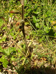 Epipactis microphylla