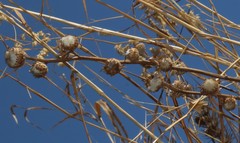 Phyllocephalum scabridum