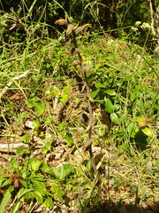 Epipactis microphylla