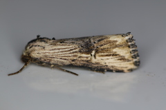 Crambodes talidiformis