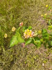Lantana camara image