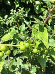 Zehneria