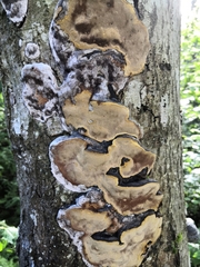 Phellinus lundellii
