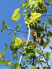 Zehneria