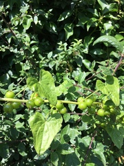 Zehneria